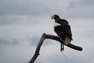 La volerie des aigles